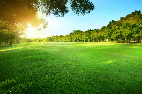 morning sun shining over green park