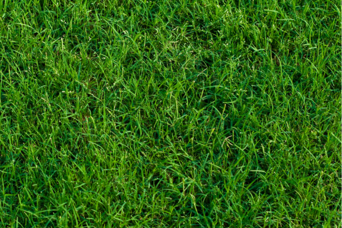 Fall PreEmergent on Bermudagrass Lawns