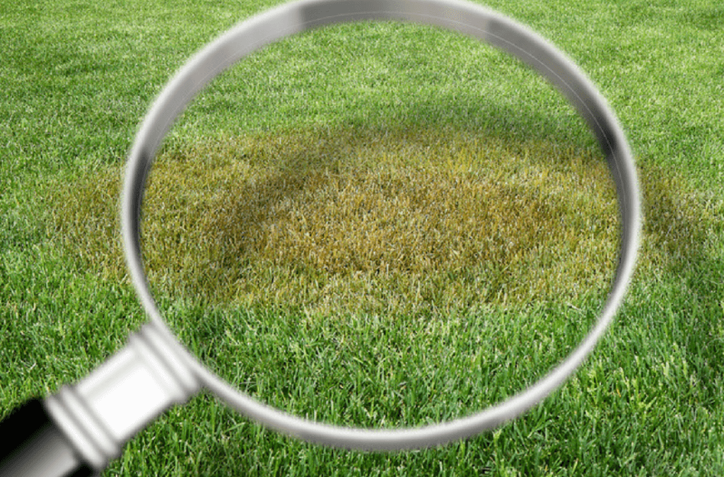 Top 5 Lawn Diseases That May Be Attacking Your Grass
