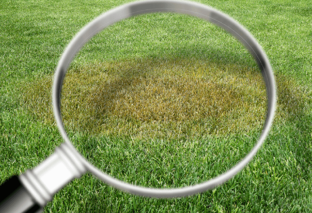 How to Identify Lawn Diseases
