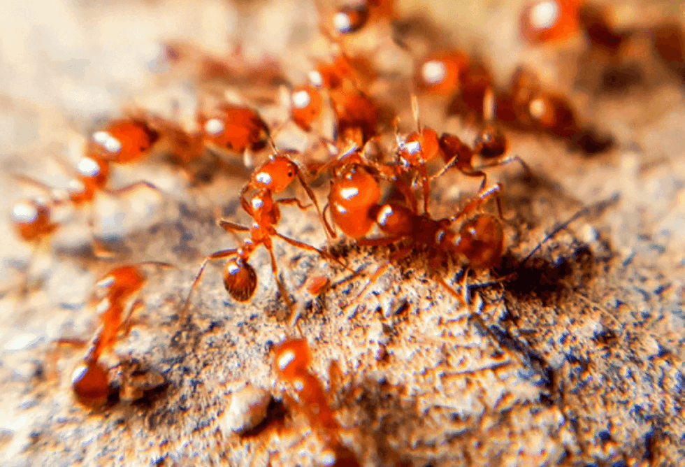 21 Facts About Fire Ants ExperiGreen