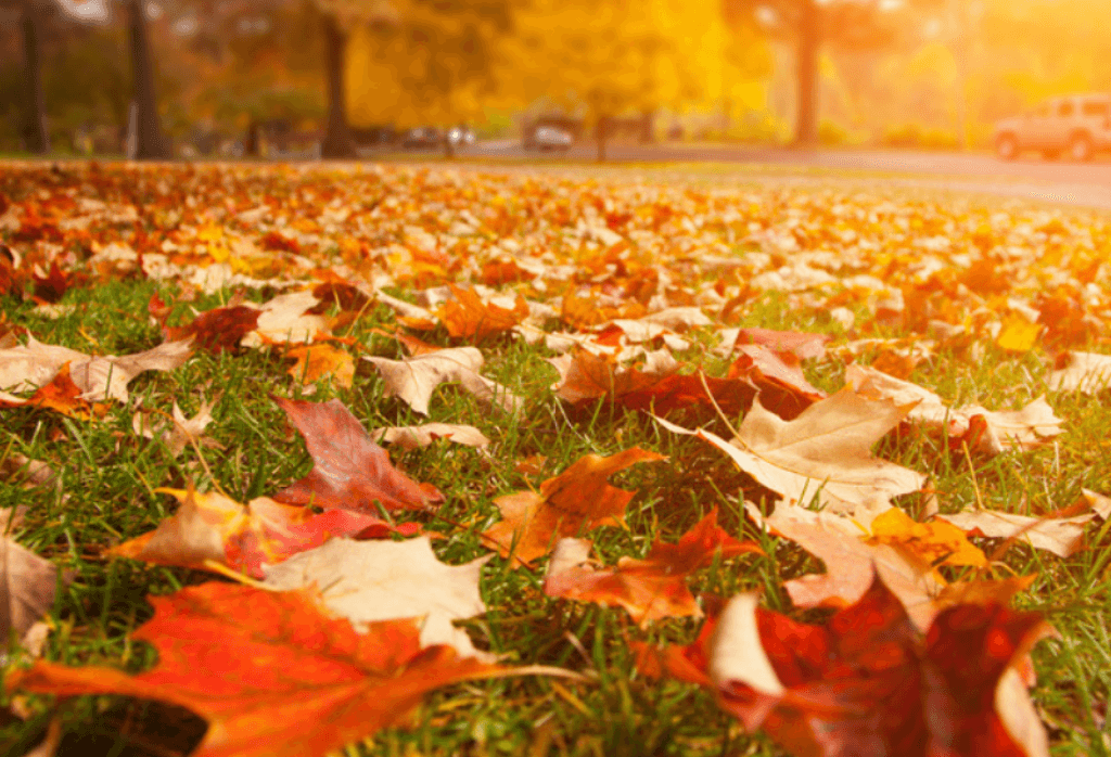 Read more about the article Top Fall Landscaping Tips