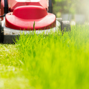 What height should I cut my grass?