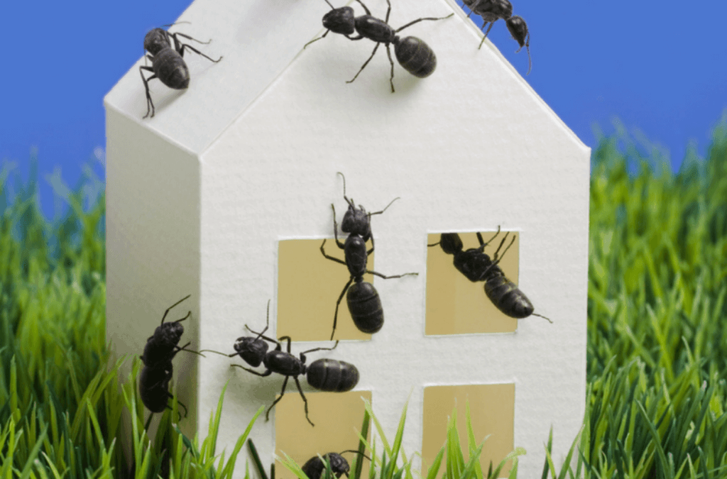 Perimeter Pest Control Stops Bugs Before They Come In