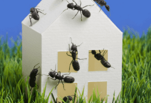 Perimeter Pest Control Service