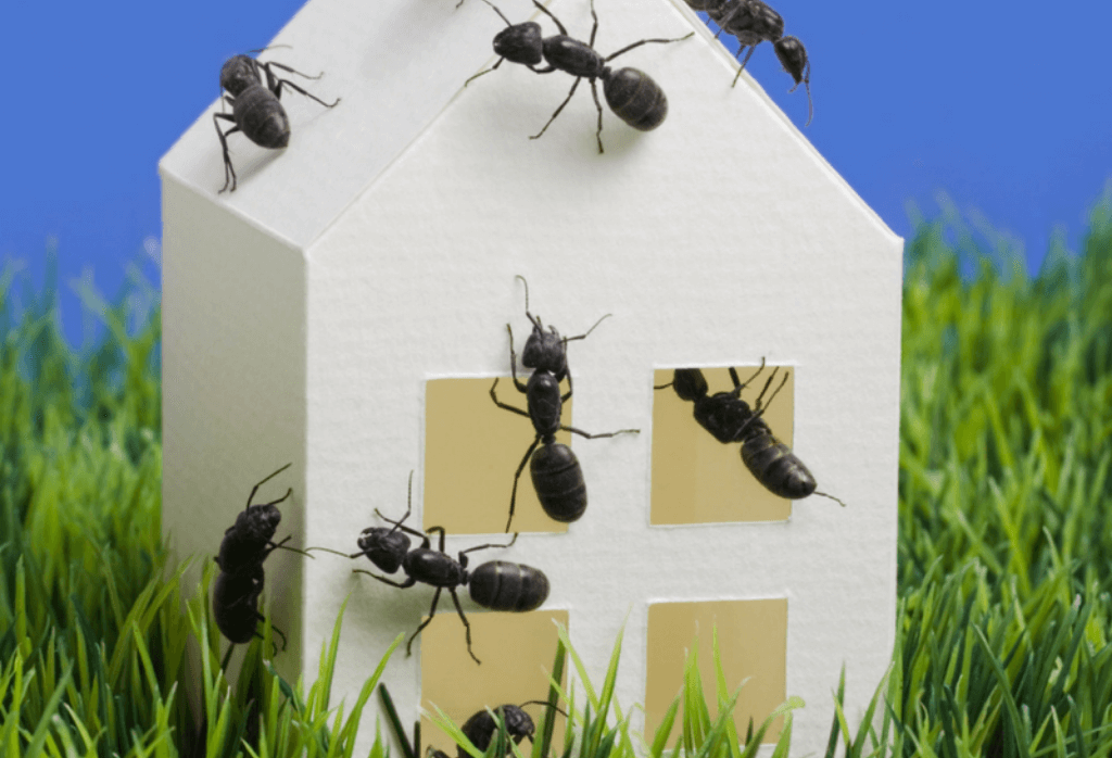 Read more about the article Perimeter Pest Control Stops Bugs Before They Come In