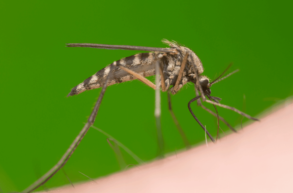 Best Mosquito Control Program