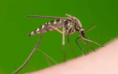 Best Mosquito Control Program
