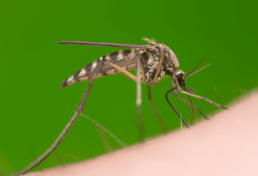 Read more about the article Mosquito Control