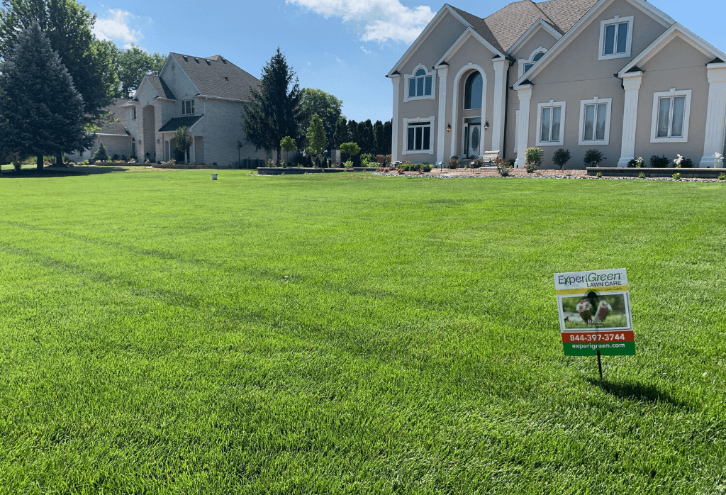 Read more about the article Summer Lawns