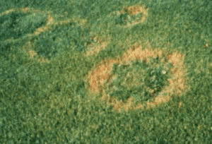 Common Summer Lawn Diseases