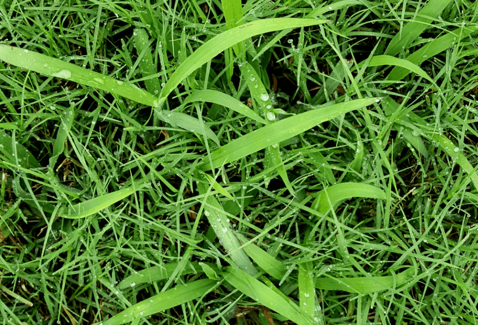 Crabgrass In The Fall ExperiGreen