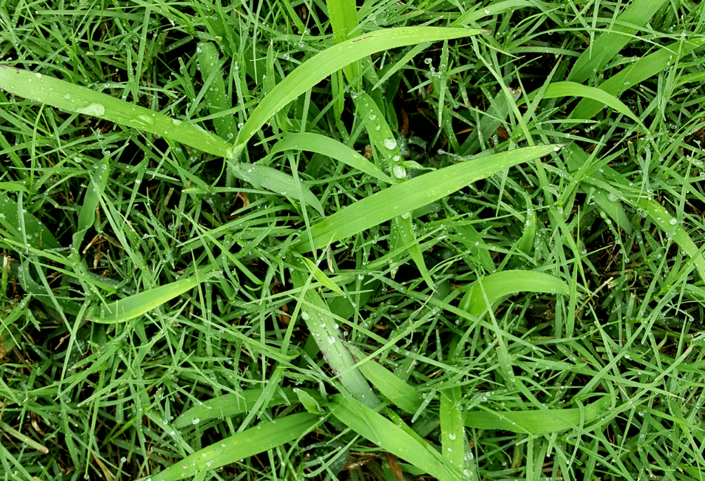 Read more about the article Crabgrass In The Fall