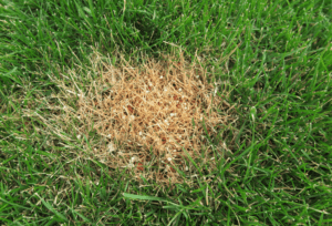How to fix fertilizer burn on grass