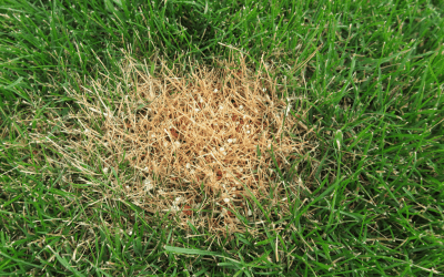 How to fix fertilizer burn on grass