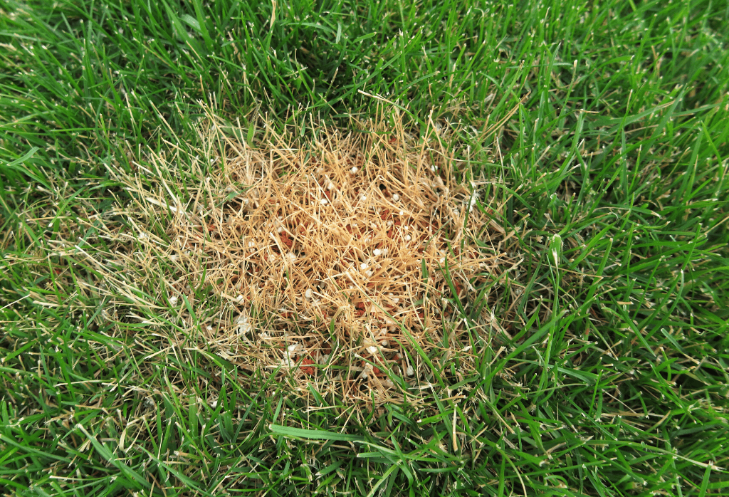 Read more about the article Does Fertilizer Burn Grass?