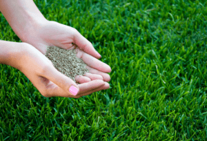 The Best Way to Overseed a Lawn