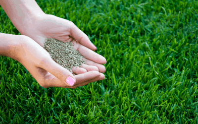 Overseed Your Lawn Correctly
