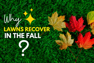 Why Lawns Recover In The Fall Season