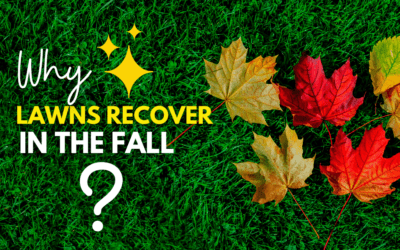 Why Lawns Recover In The Fall Season