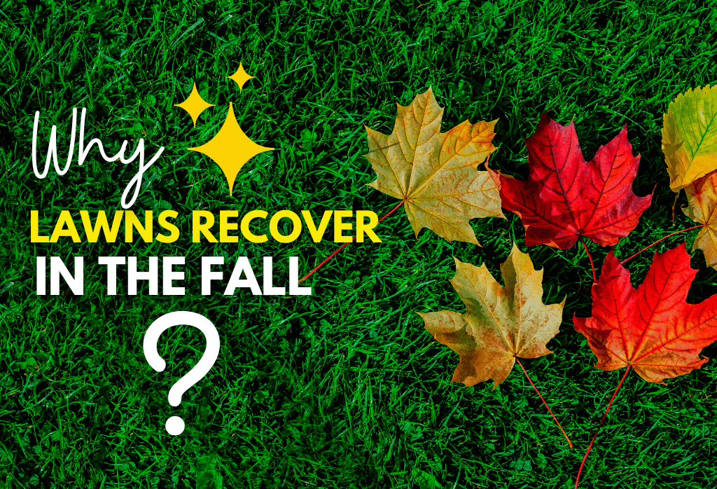 Read more about the article Why Lawns Recover In The Fall