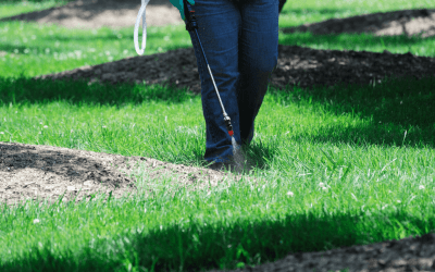 Weed Control for Your Lawn