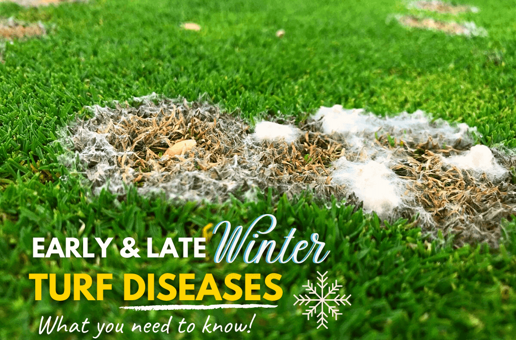 Early and Late Winter Turf Diseases To Watch Out For