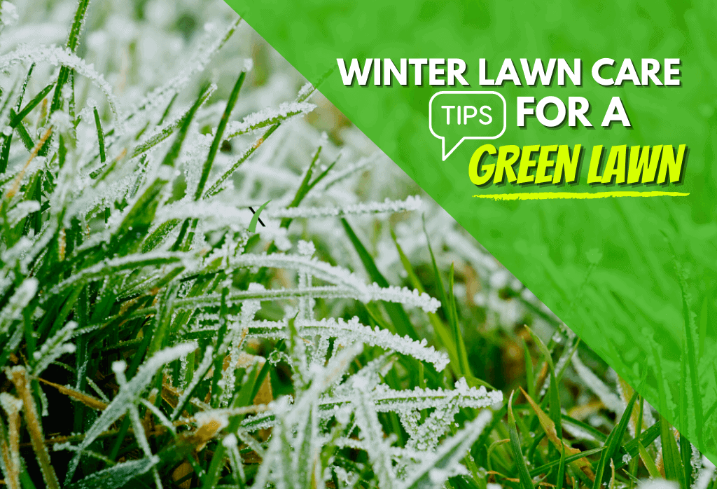 How To Get A Green Lawn During Winter