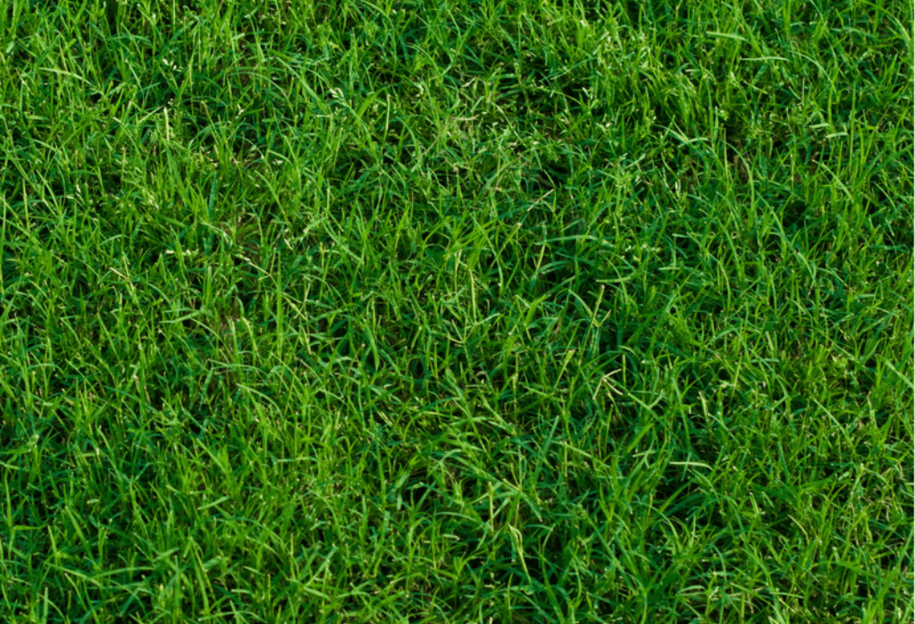 Preemergent Bermuda Grass