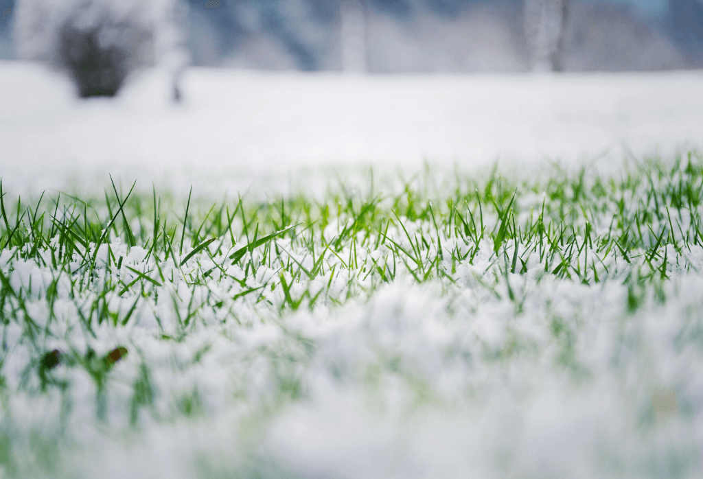 Steps to Prepare Your Lawn for Winter