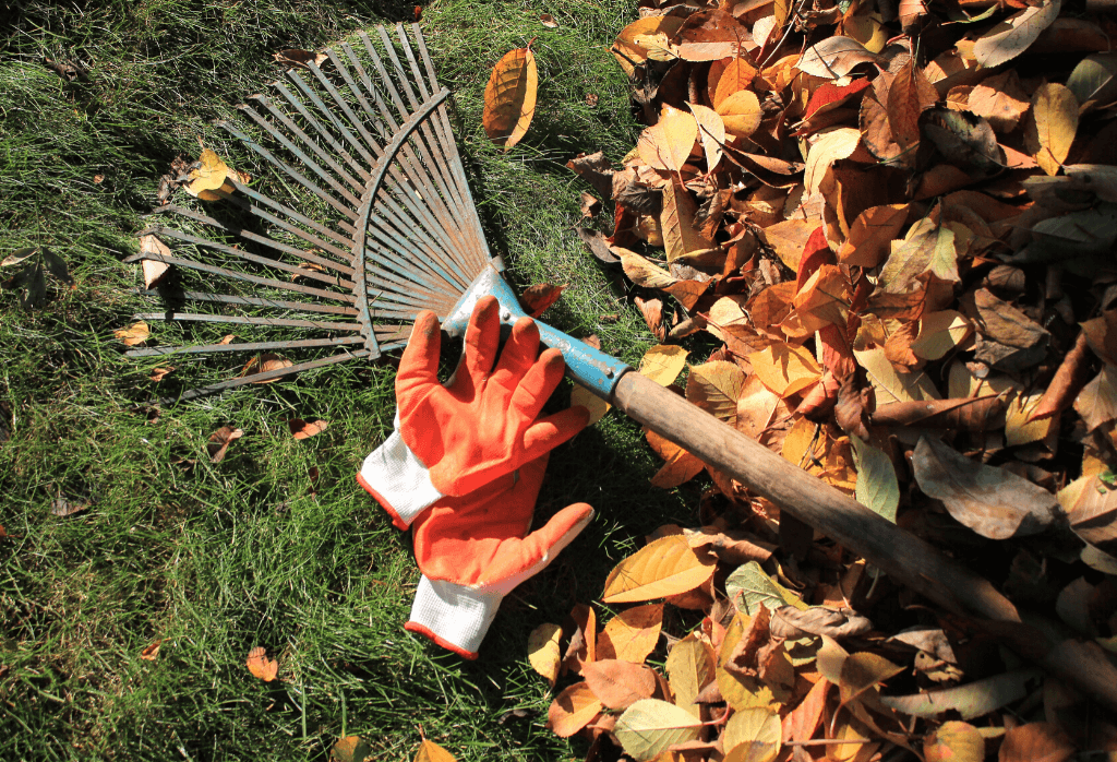 Read more about the article To Rake or To Not Rake; That Is The Question