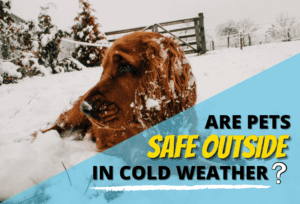 Are Pets Safe Outside In The Cold and Harsh Weather