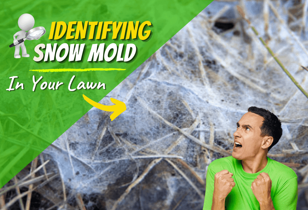 How To Identify and Control Snow Mold This Winter