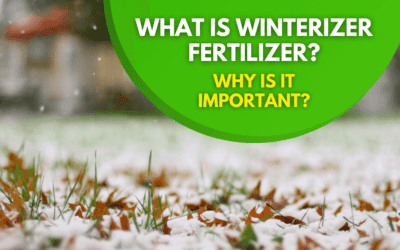 What is Winterizer Fertilizer