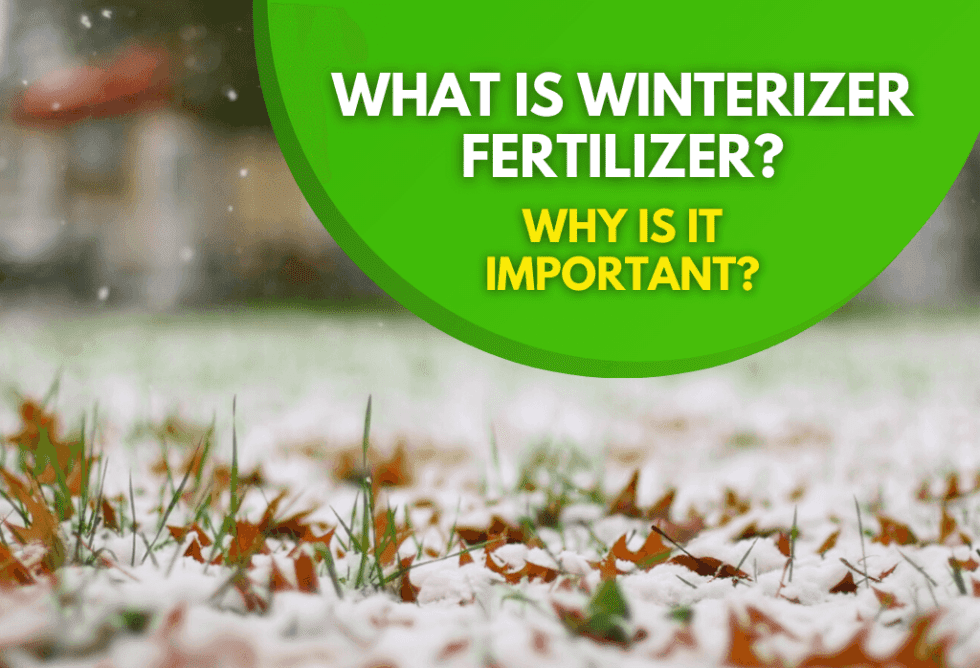 What Is Winterizer Fertilizer and Why Is It Important? ExperiGreen