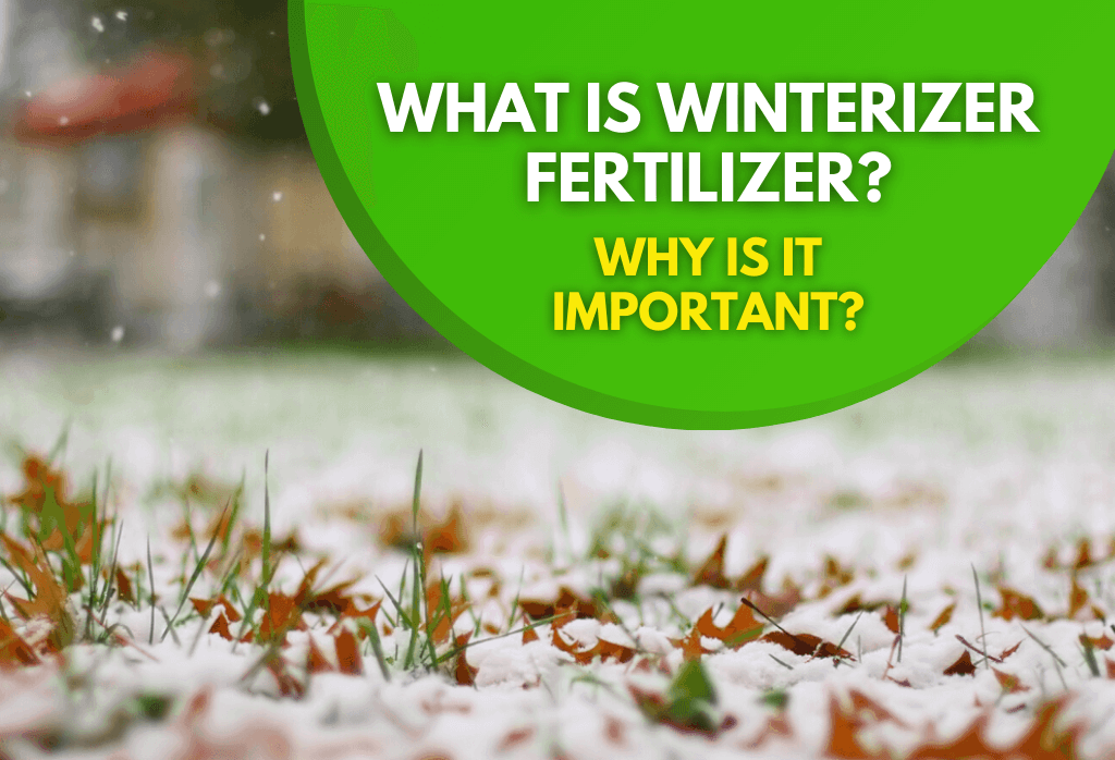 Read more about the article What Is Winterizer Fertilizer and Why Is It Important?