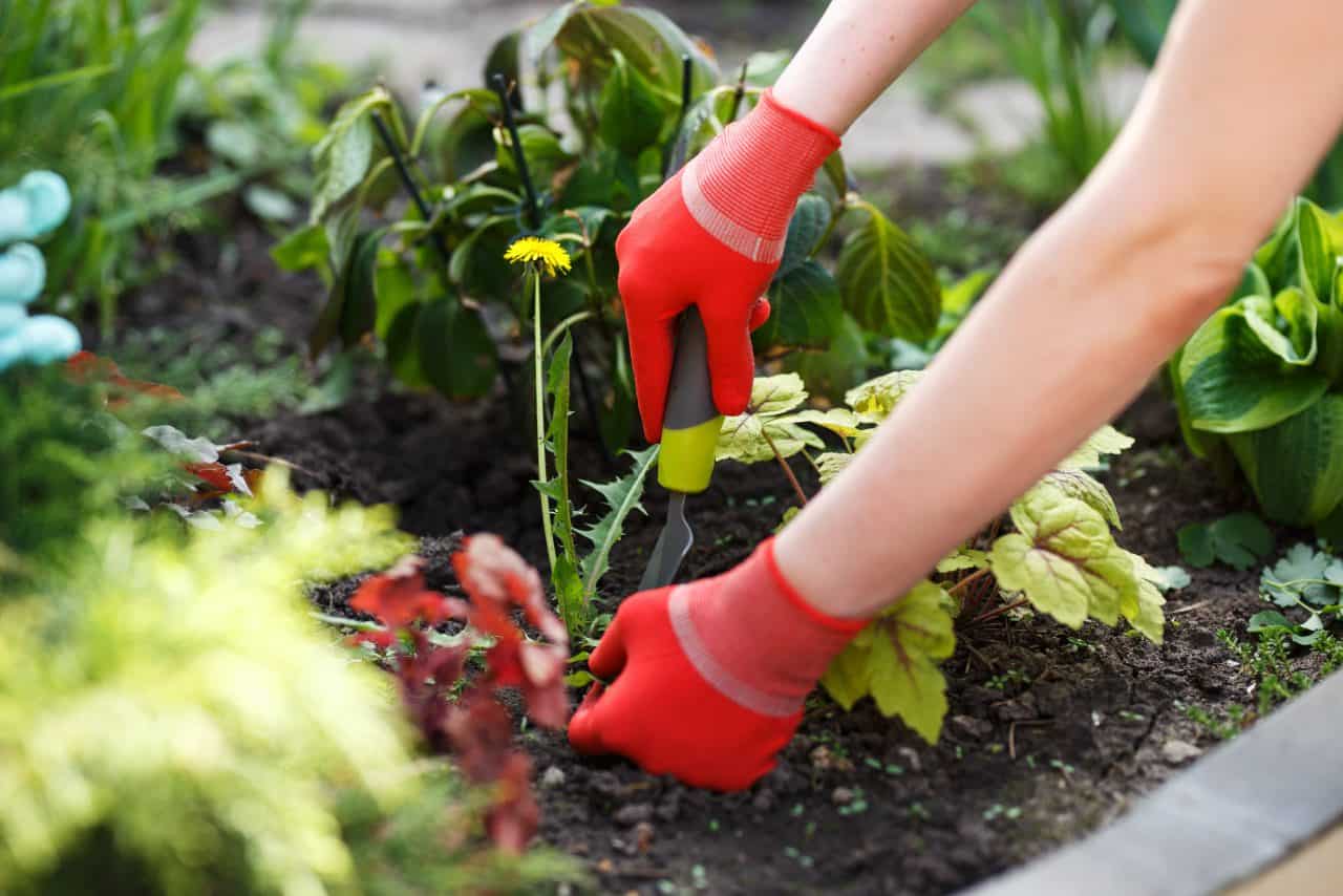 Affordable lawn care services experigreen