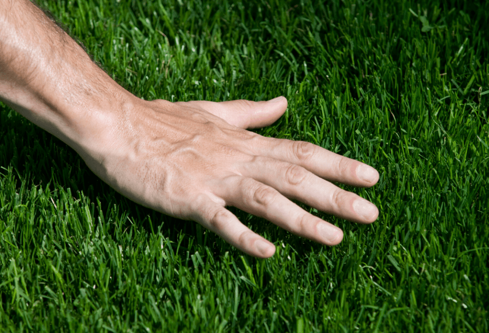 Does Fertilizer Burn Grass? ExperiGreen