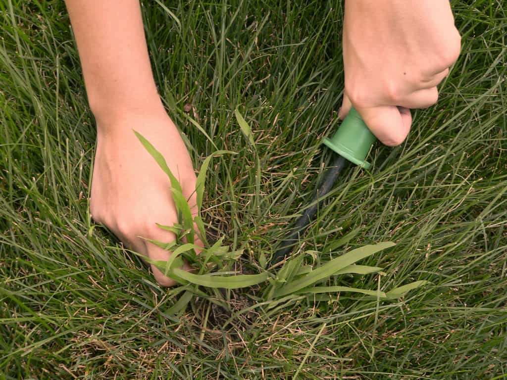 Read more about the article How To Manage Your Crabgrass