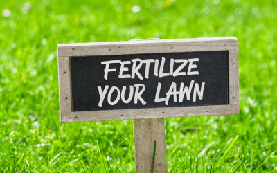 Best Lawn Fertilizer