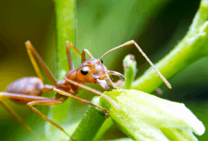 Fire Ant Control in Charlotte NC