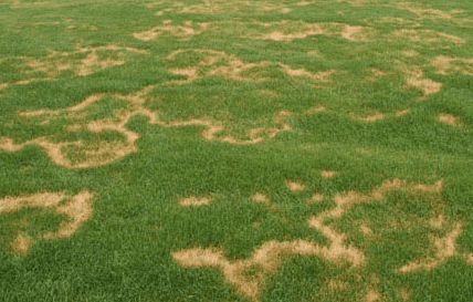 Summer Lawn Diseases: Necrotic Ring Spot