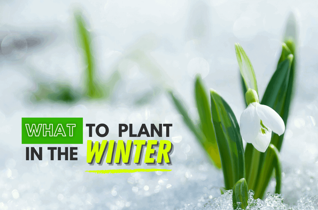 Plant Or Not To Plant In Winter