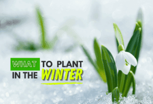 Plant Or Not To Plant In Winter