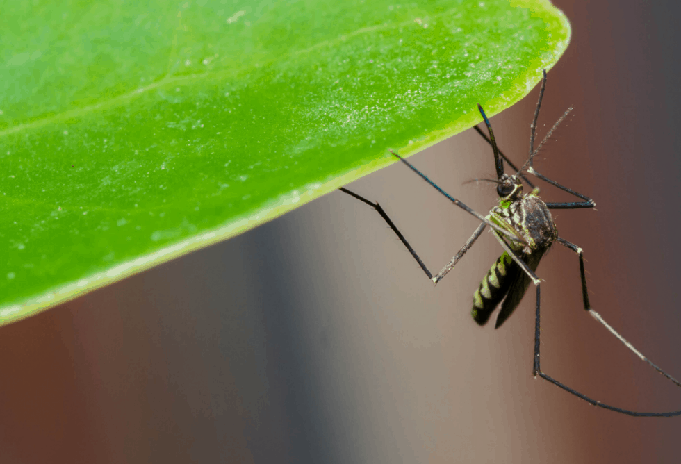 Early Mosquito Control to Combat the Spread of Zika ExperiGreen