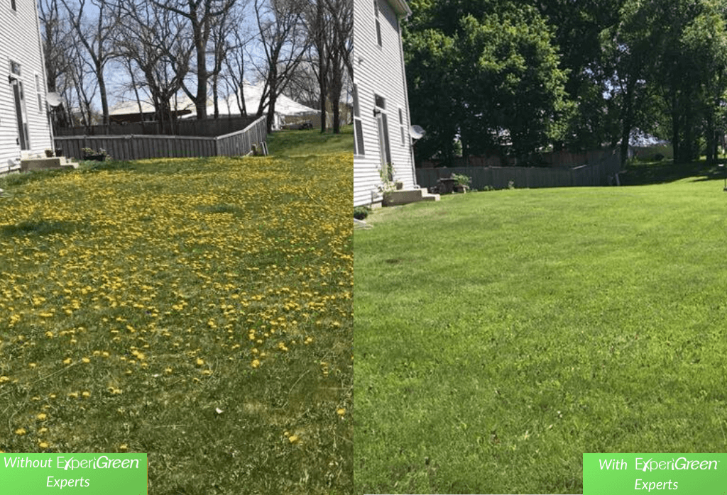 Before and After ExperiGreen