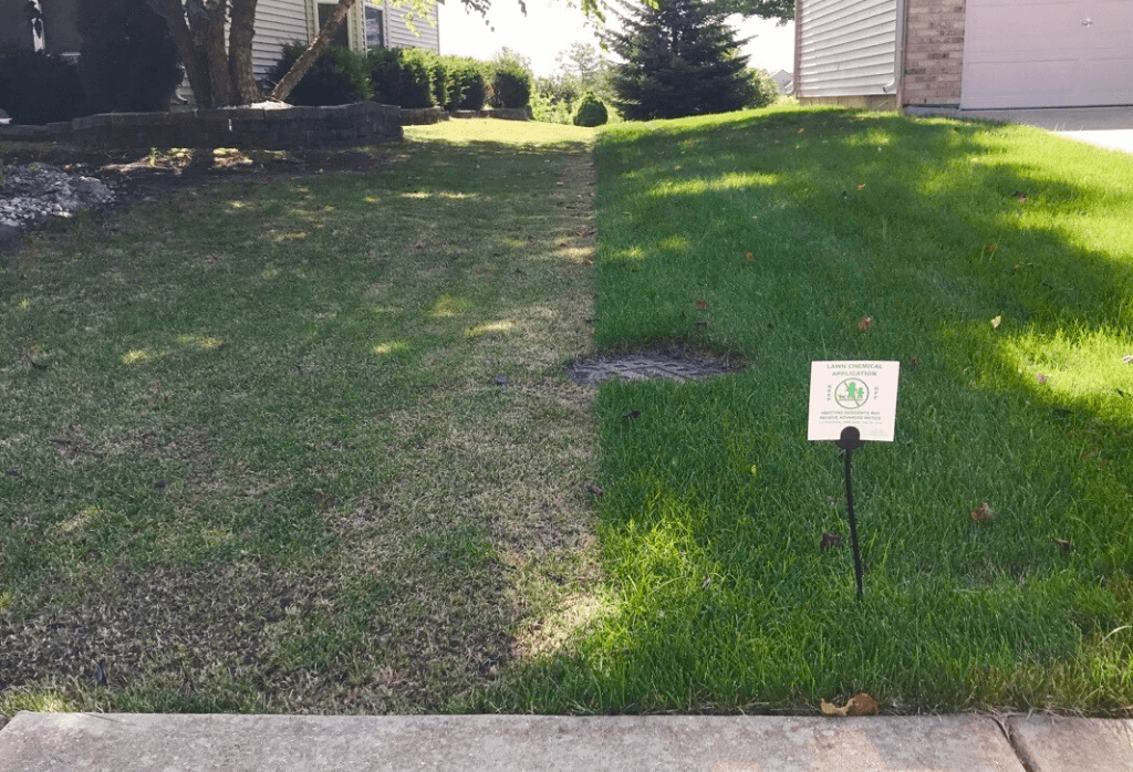 Detroit Lawn After ExperiGreen