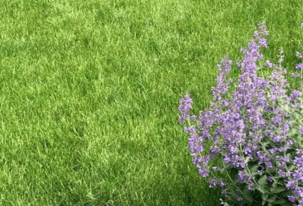 ExperiGreen Lawn IN