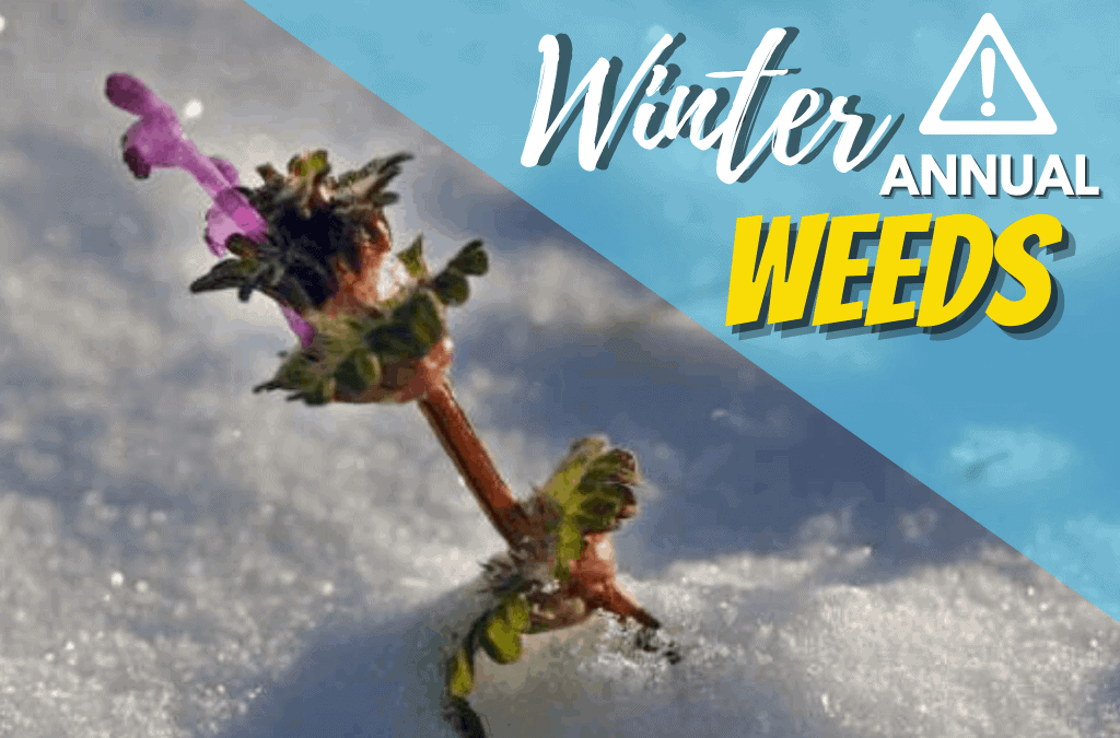 What Are Winter Annual Weeds
