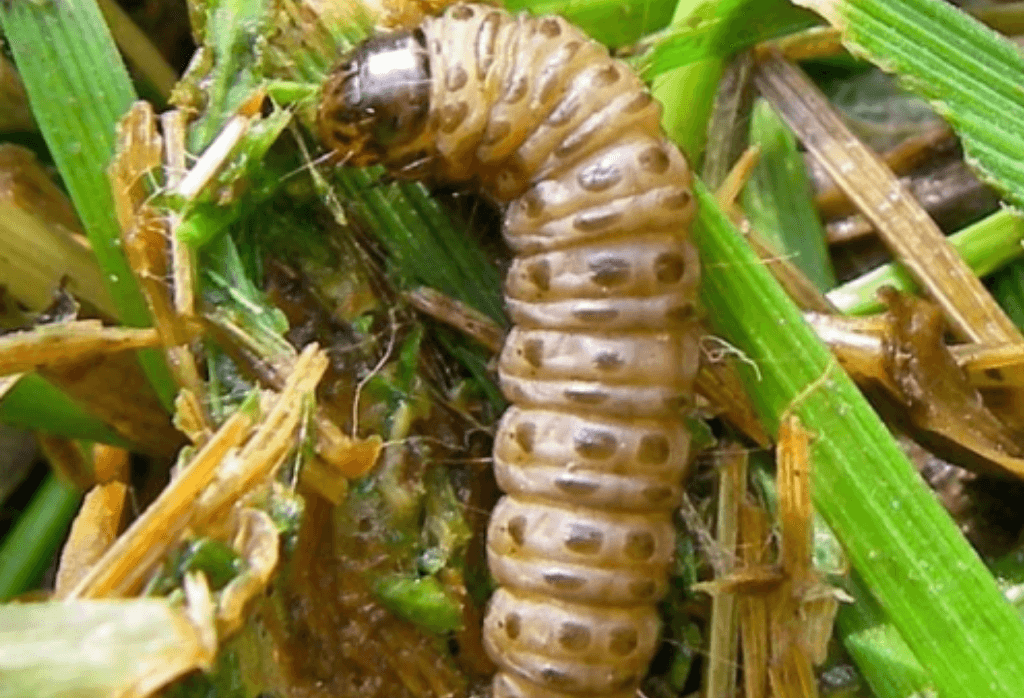 Sod Web Worm surface feeding insect control